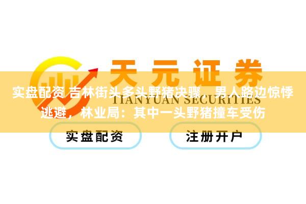 实盘配资 吉林街头多头野猪决骤，男人路边惊悸逃避，林业局：其中一头野猪撞车受伤